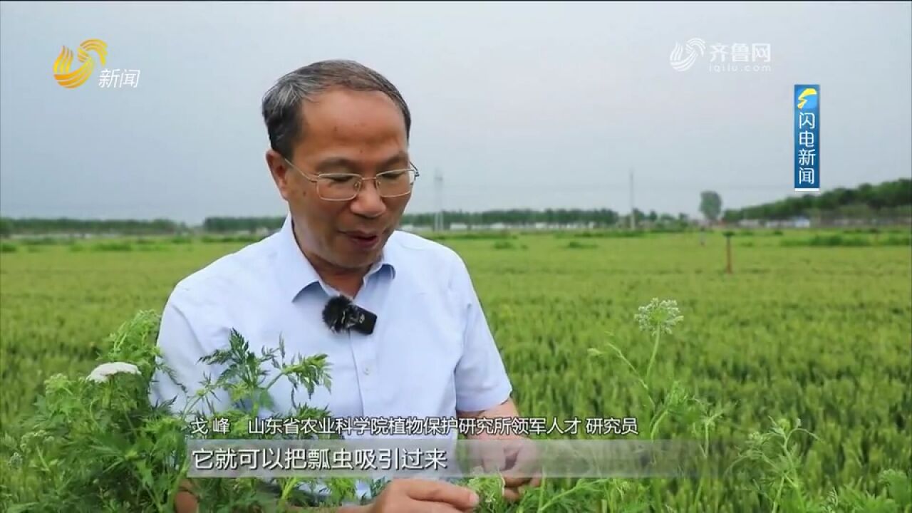 麦田里建起“天敌工厂”