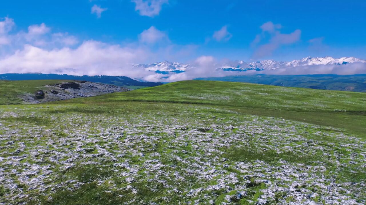 夏日飞雪!喀拉峻草原薄雪点缀似开满繁花