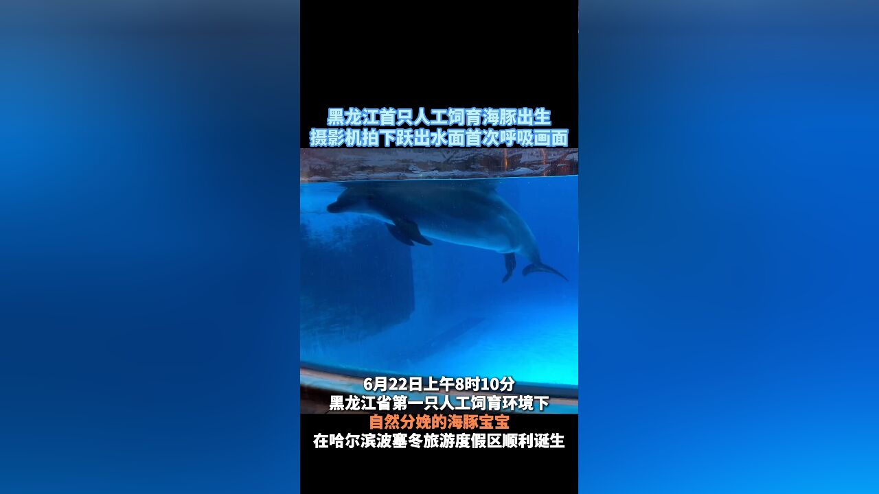 黑龙江首只人工饲育海豚出生 摄影机拍下跃出水面呼吸画面