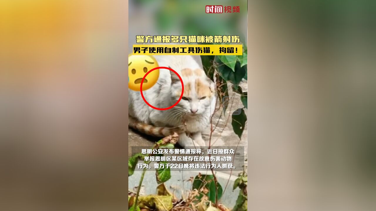 警方通报多只猫咪被箭射伤:男子使用自制工具伤猫,拘留!