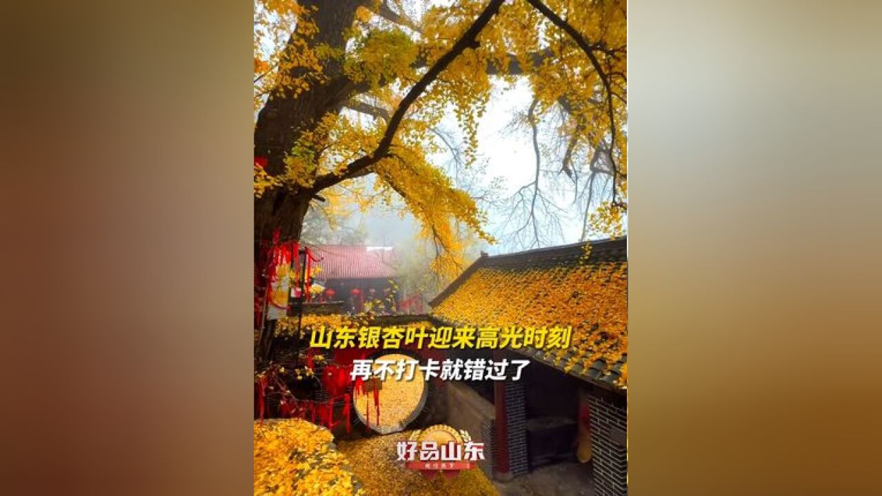 满地金黄!山东银杏叶迎来高光时刻,济南灵岩寺、博山白石洞、日照浮来山……再不打卡就要错过了~#赴一场银杏叶的黄金盛宴