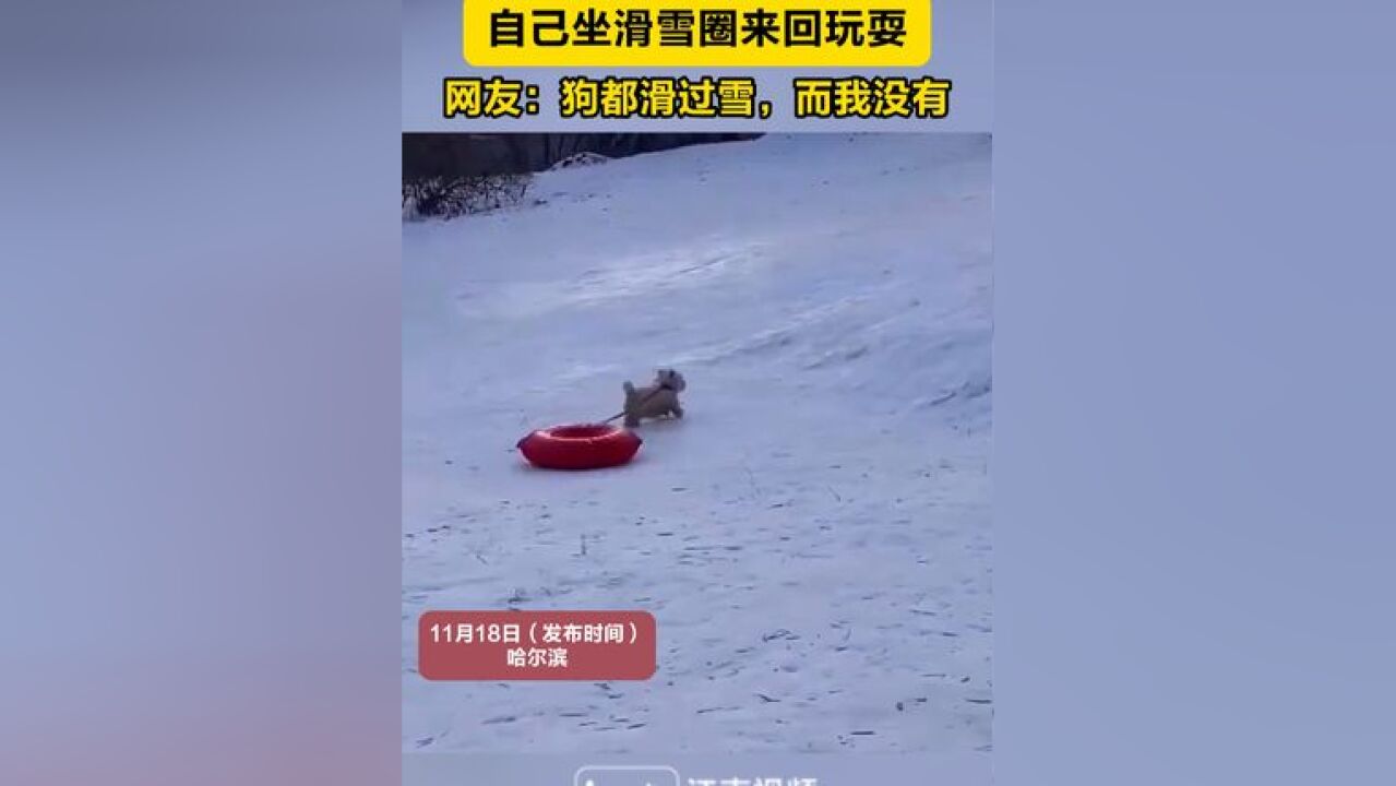 小狗自己坐滑雪圈来回玩耍!网友:狗都滑过雪,而我没有