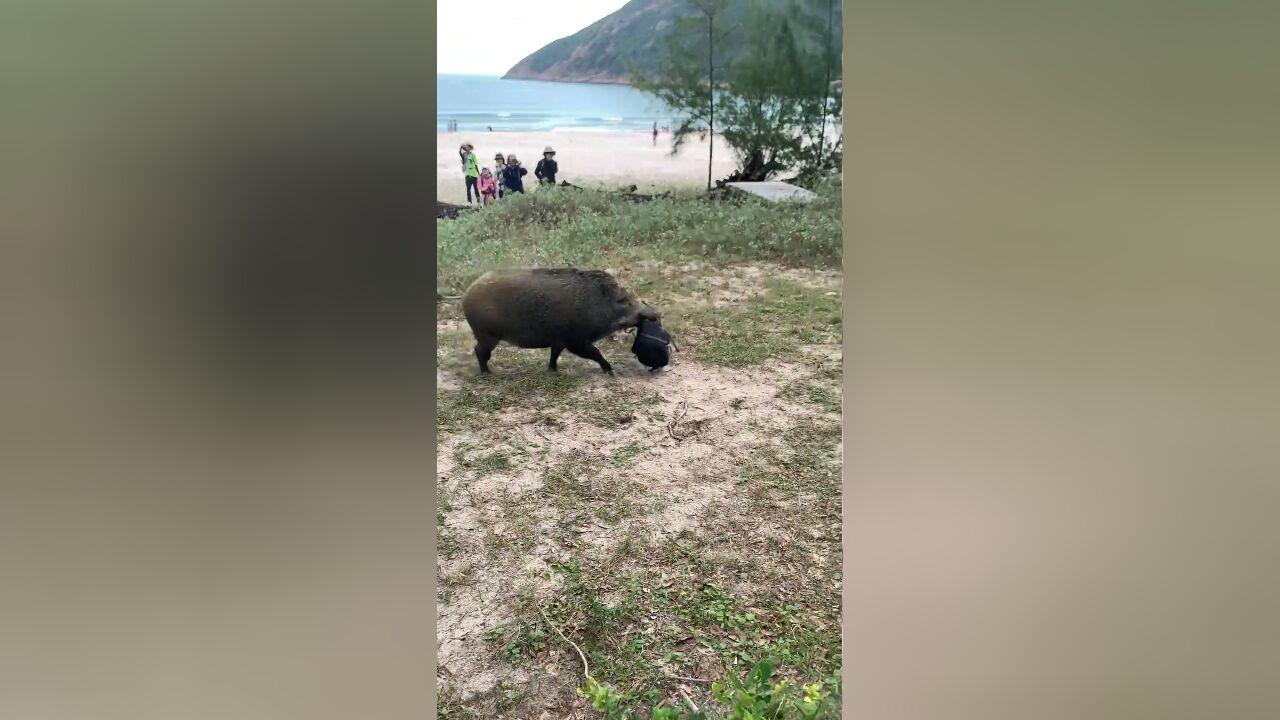 野猪出现沙滩旁,大摇大摆叼走游客背包,当事人:是惯犯祸害多次