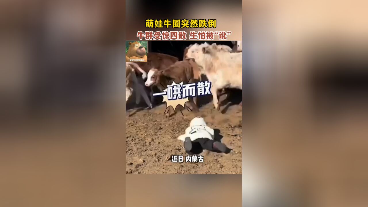 萌娃牛圈突然跌倒,牛群受惊四散