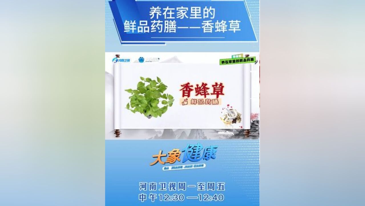 健康小贴士 |养在家里的鲜品药膳——香蜂草 一起来看 河南省卫生健康委x河南卫视