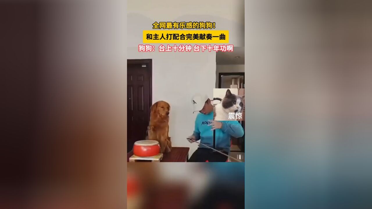 全网最有乐感的狗狗! 和主人打配合完美献奏一曲 狗狗:台上十分钟 台下十年功啊