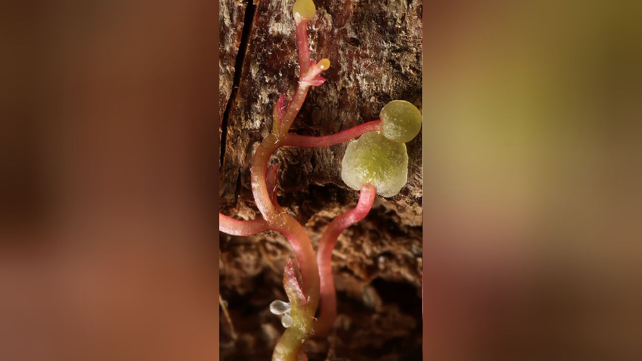 小学课本里《爬山虎的脚》,生长的样子