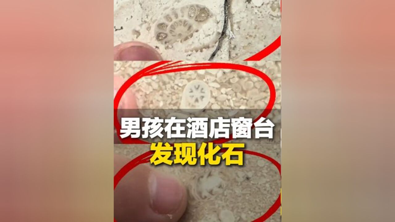 男孩在酒店窗台发现化石,如数家珍,网友:稀有的不是化石 是学识渊博的你啊 孩子