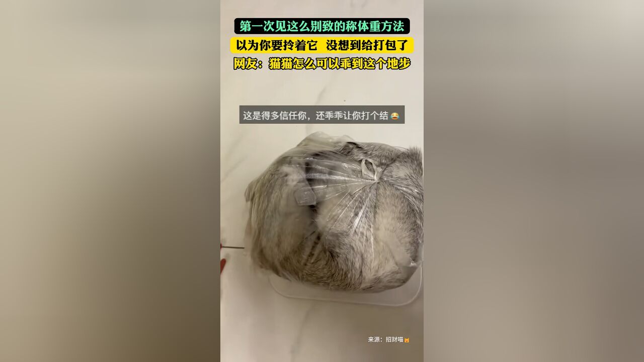 这么别致的给猫称体重的方式