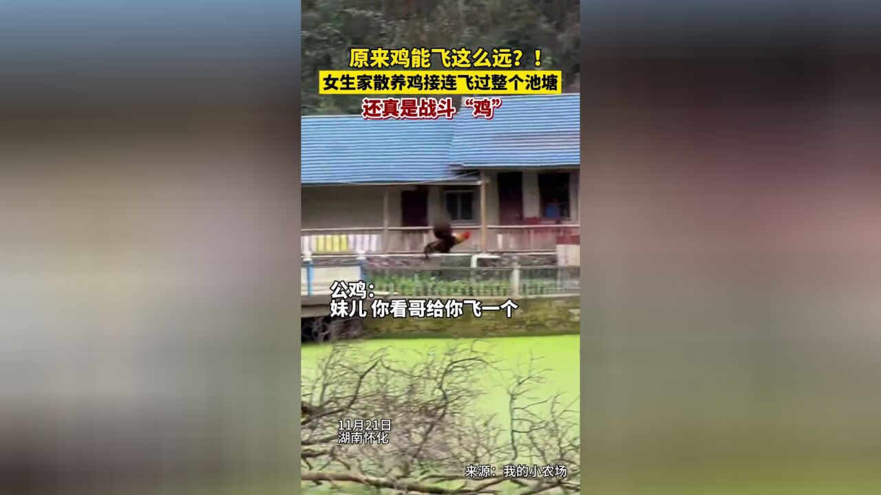 原来鸡能飞这么远?女生家散养鸡接连飞过整个池塘