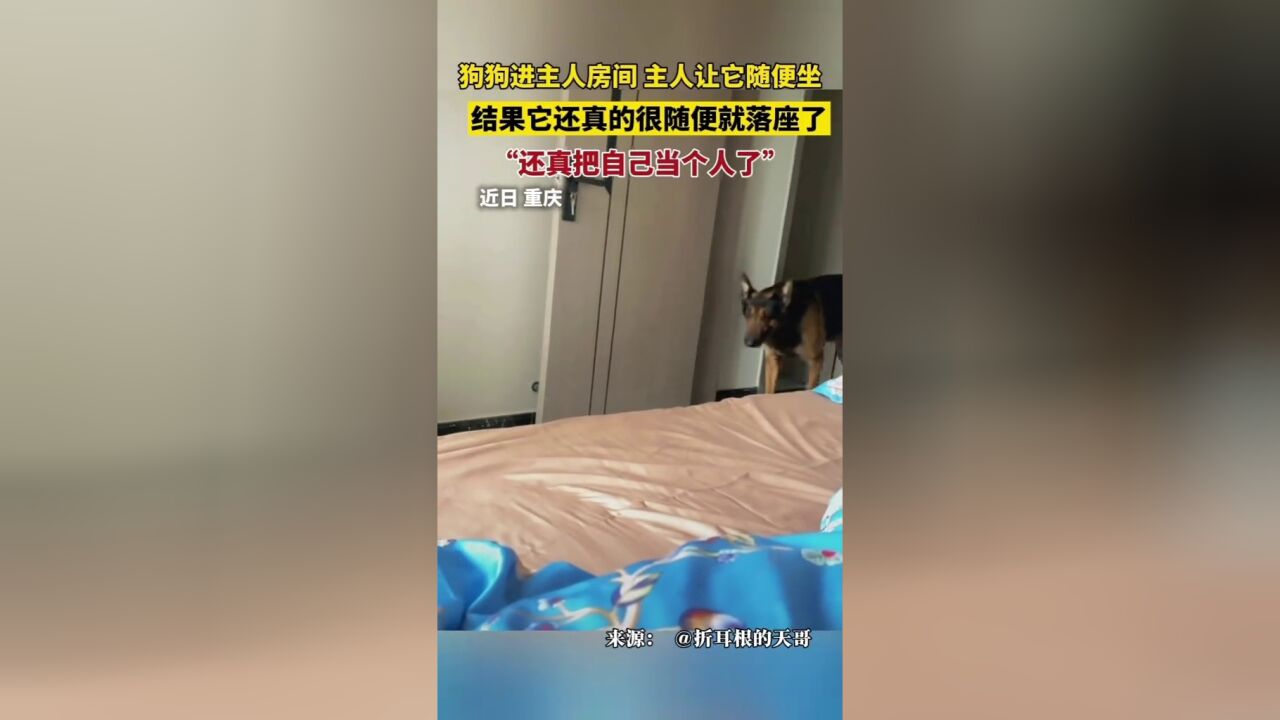 主人让狗狗随便坐,结果它还真的很随便就落座了,一看姿势太好笑