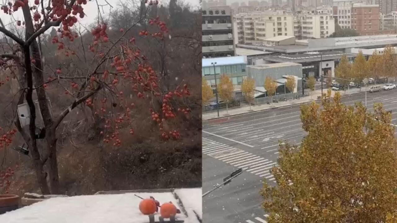 直击郑州下雪现场:雪花飘在柿子树上 树叶萧萧落下 气温迎来骤降