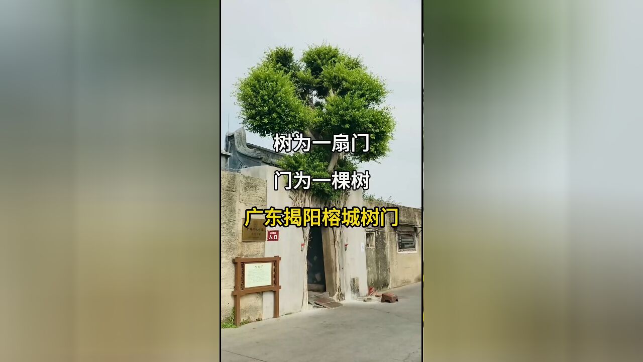 树为一扇门,门为一棵树:广东揭阳榕城西岐村的树门奇观