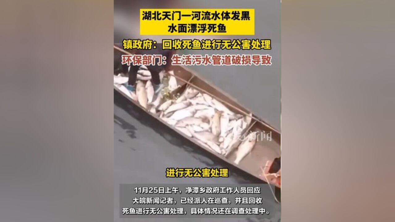 湖北天门一河流水体发黑 水面漂浮死鱼,镇政府:回收死鱼进行无公害处理,环保部门:生活污水管道破损导致