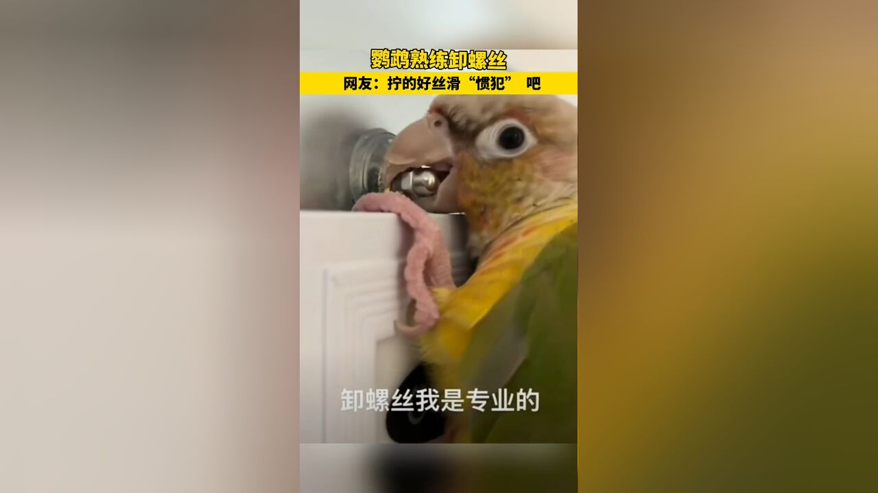 鹦鹉熟练卸螺丝 网友:拧的好丝滑“惯犯” 吧