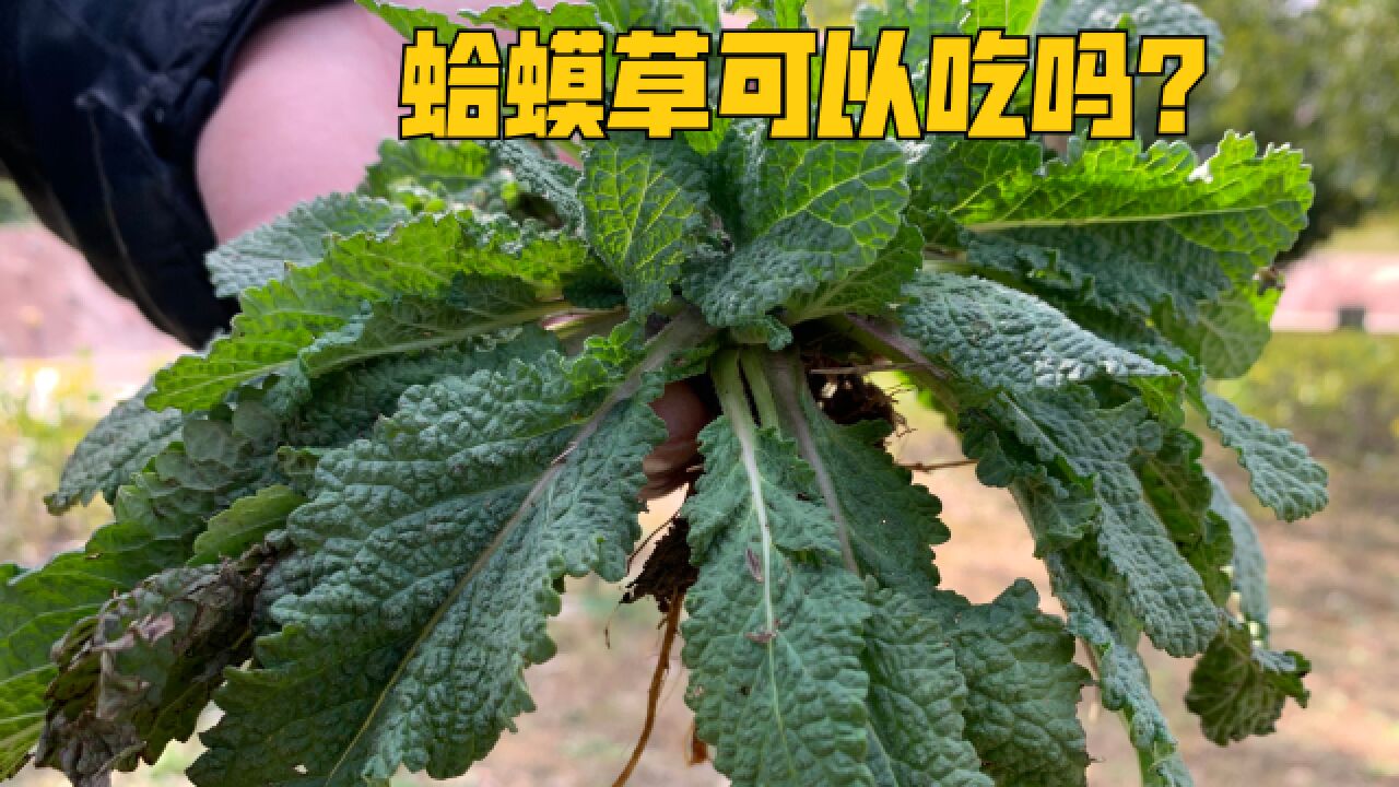 蛤蟆草可以吃吗?奇奇怪怪的知识你确定不来看看?荔枝草