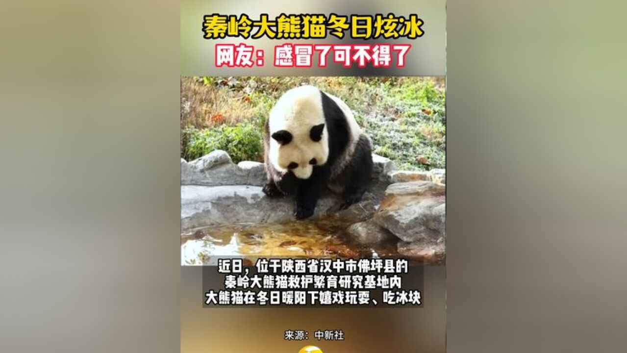 秦岭大熊猫冬日炫冰