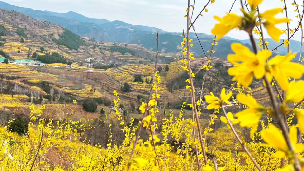 第三届连翘花季在河南省卢氏县启幕:3个4A景区免费,万亩花海等你来