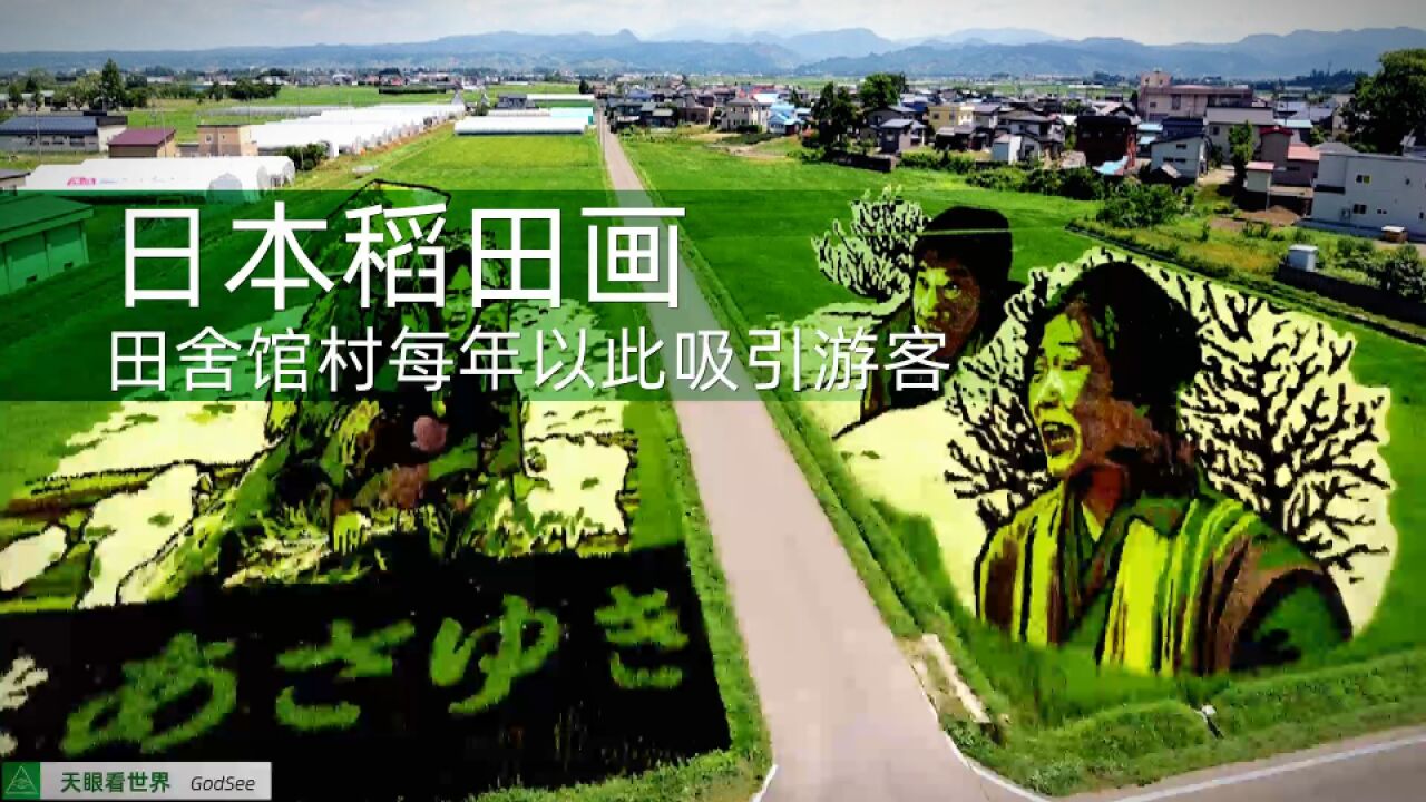 “稻田艺术节”日本农民通过不同品种水稻作画