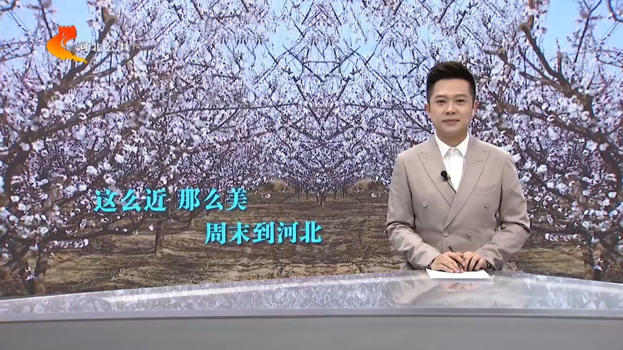 【这么近 那么美 周末到河北】衡水枣强:杏花惹人醉 营造诗意春景