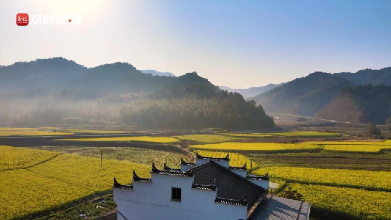 中国式田园画卷!晨雾中油菜花海遇上徽派民居美成画