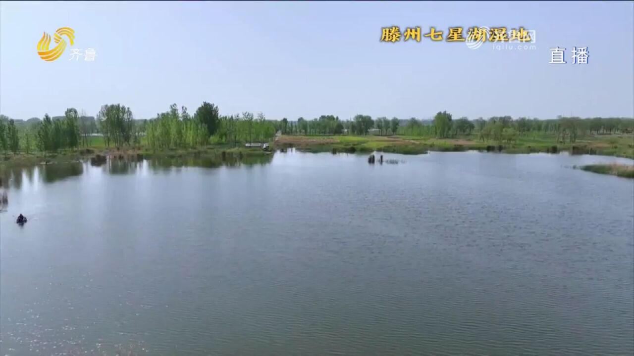 滕州各处湿地公园花香悠悠风景如画,令人如痴如醉,快来打卡