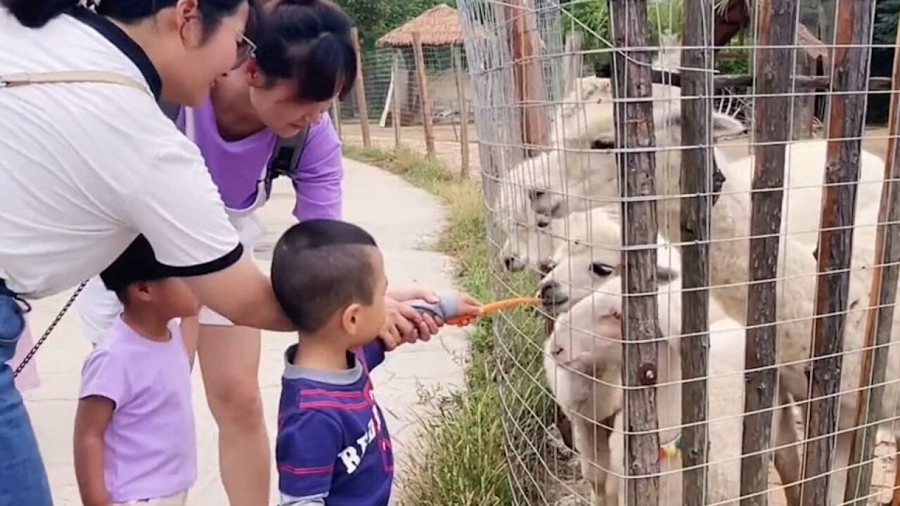 合肥龙栖百鸟园突然遭拆,多只保护动物伤亡,园方称曾被要求整改