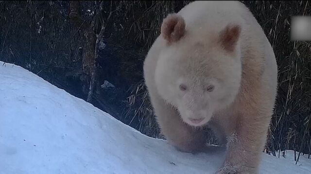 四川卧龙:全球唯一白色大熊猫出镜,与野生大熊猫母子罕见同框