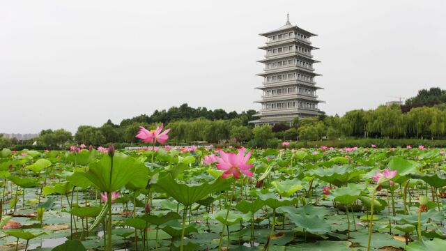 西安世博园:长安塔下荷花盛开,夏日盛景美如画