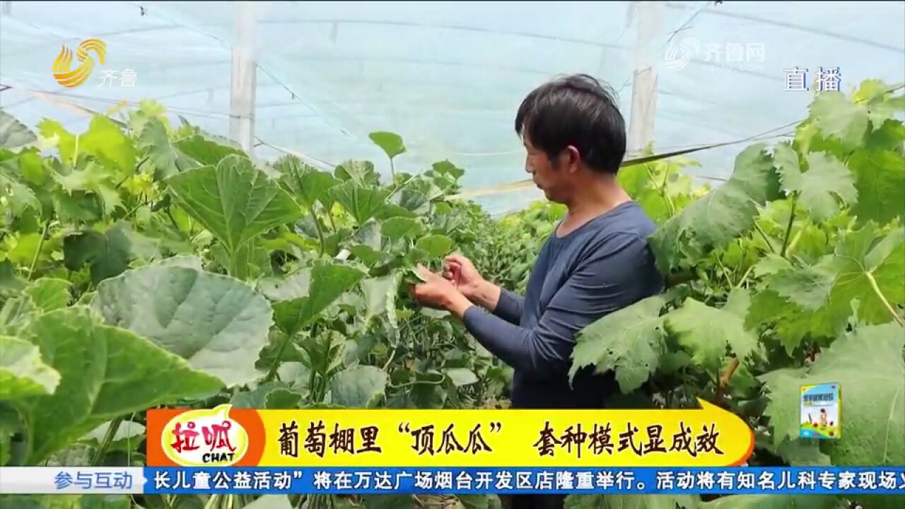 葡萄棚里种香瓜?巨野指导种植户开展套种产业,带动群众增收致富