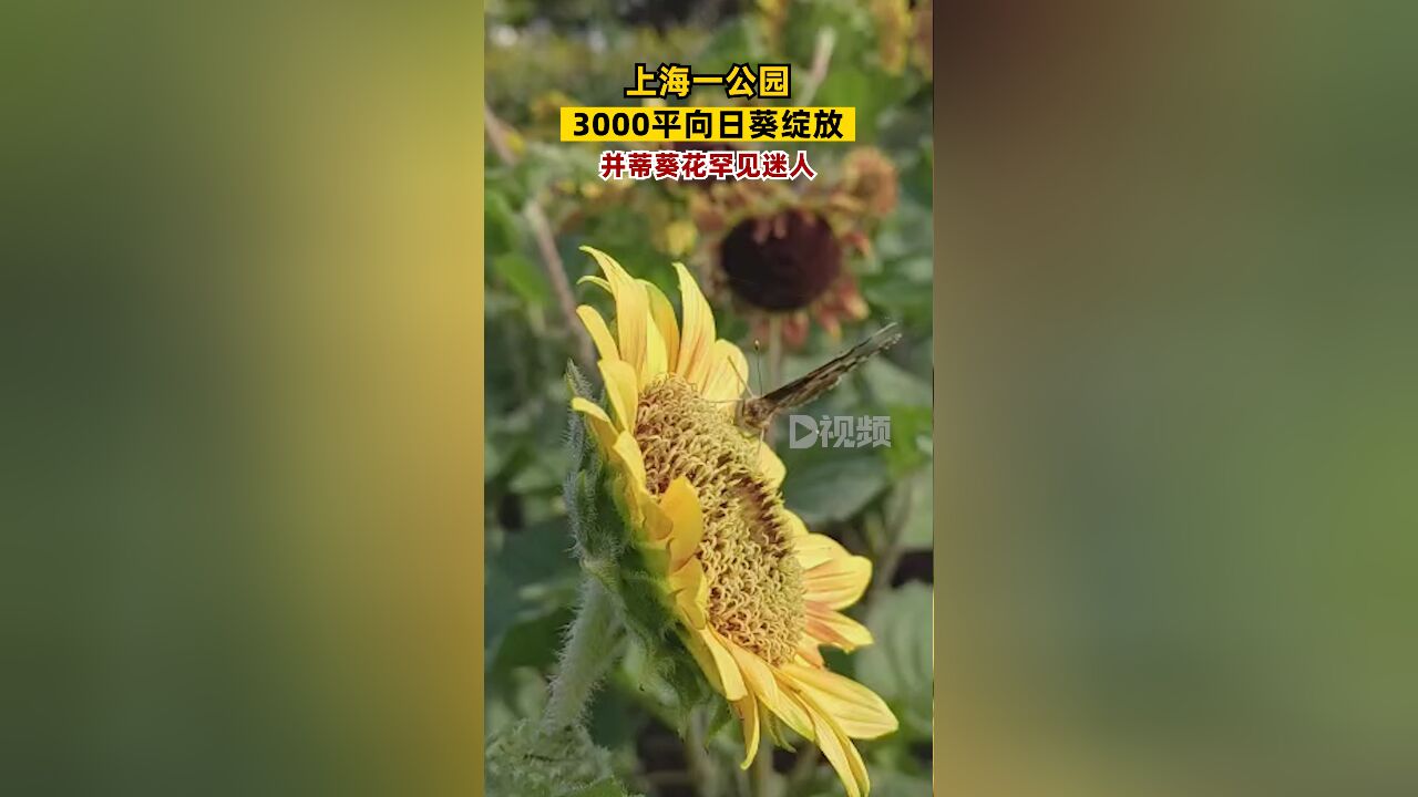 上海一公园3000平向日葵绽放,并蒂葵花罕见迷人