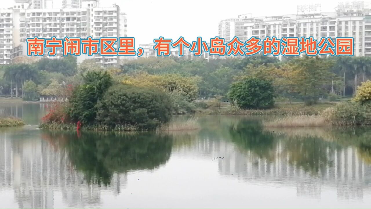 南宁闹市区里,有个小岛众多的湿地公园