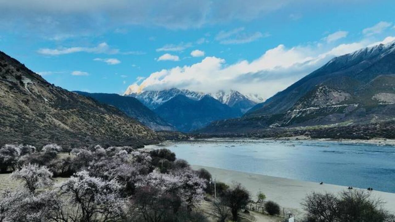 这个春天,到西藏林芝赴一场雪域高原的桃花盛宴