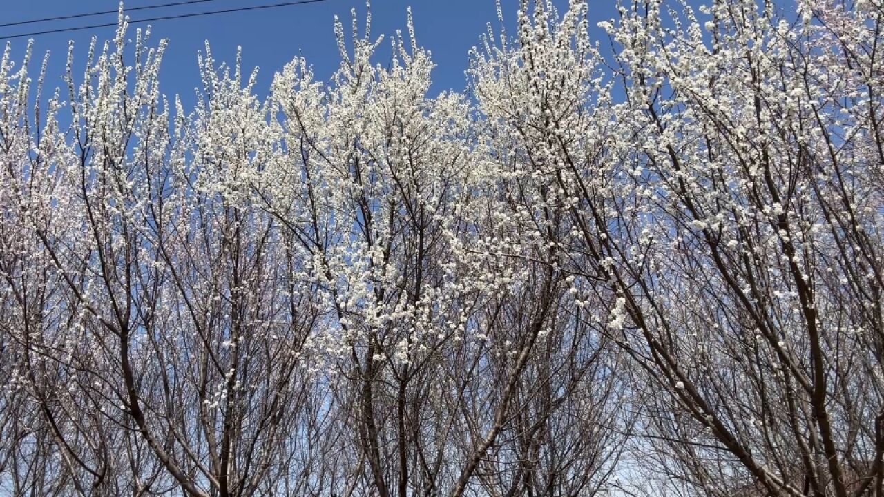 花海耍龙国风装扮 看十里桃花林花式打卡