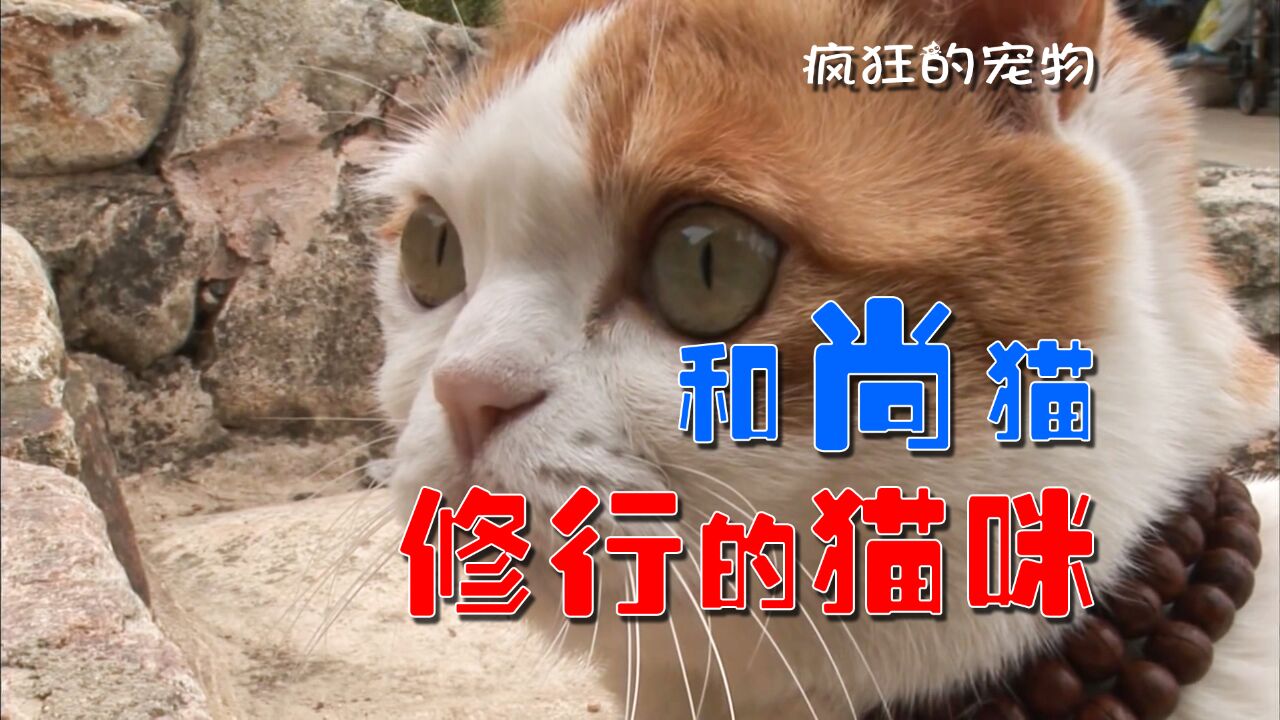 猫咪为了报一饭之恩,在寺庙出家做了“和尚猫”,故事让人感动!