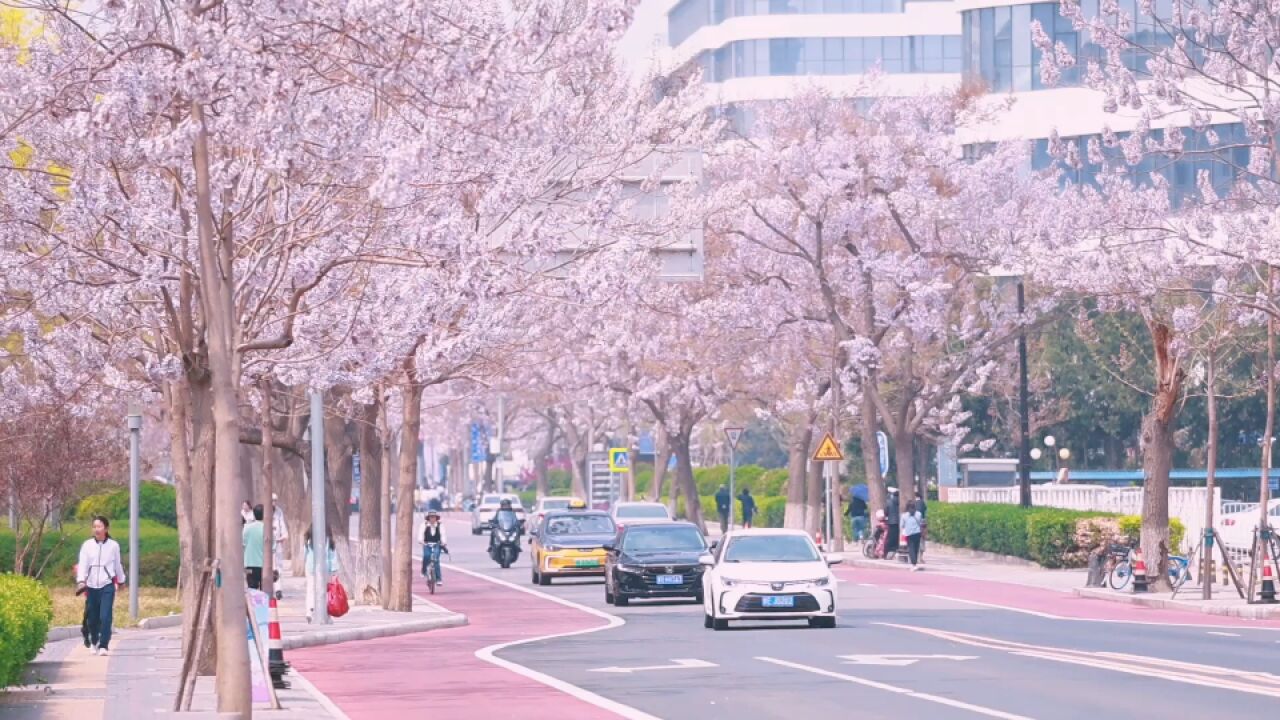 千余棵泡桐树正绽放 来北京亦庄泡桐花节感受“最美四月天”