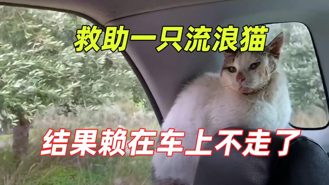 大叔救助一只流浪猫,结果反被猫咪嘶吼,仅一招便轻松拿捏了小猫