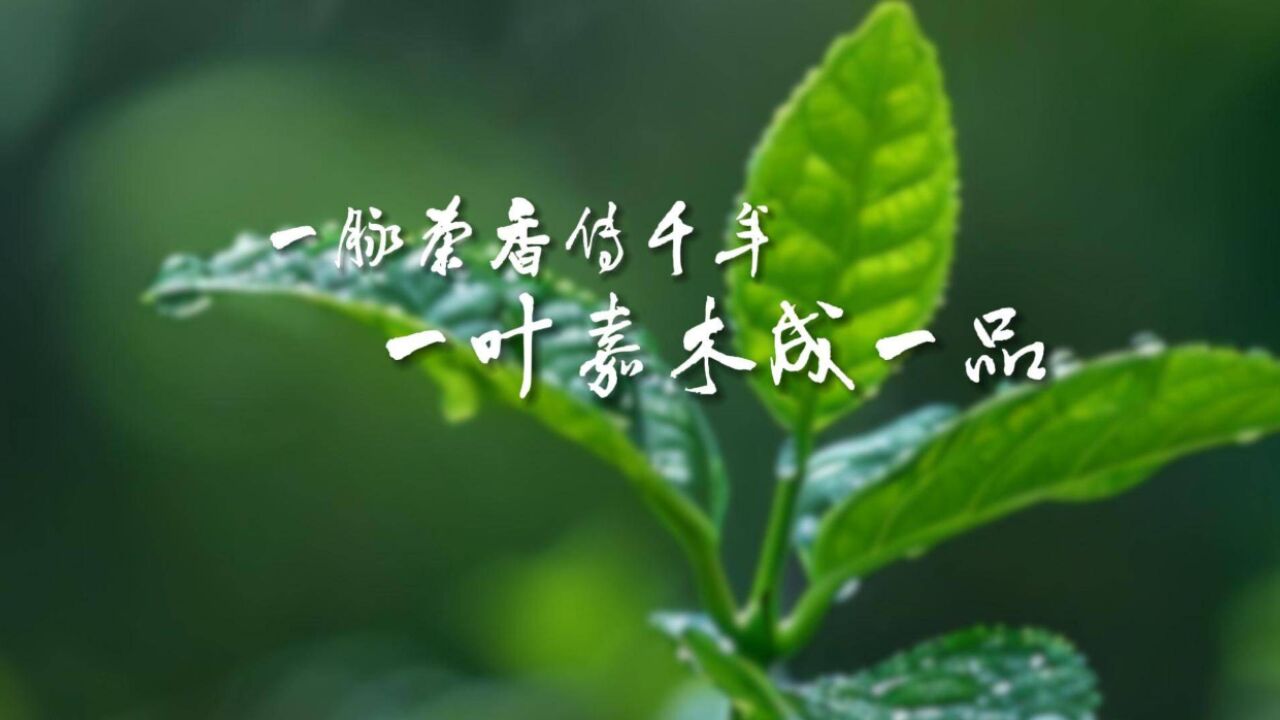 智绘山东|一脉茶香传千年 一叶嘉木成一品