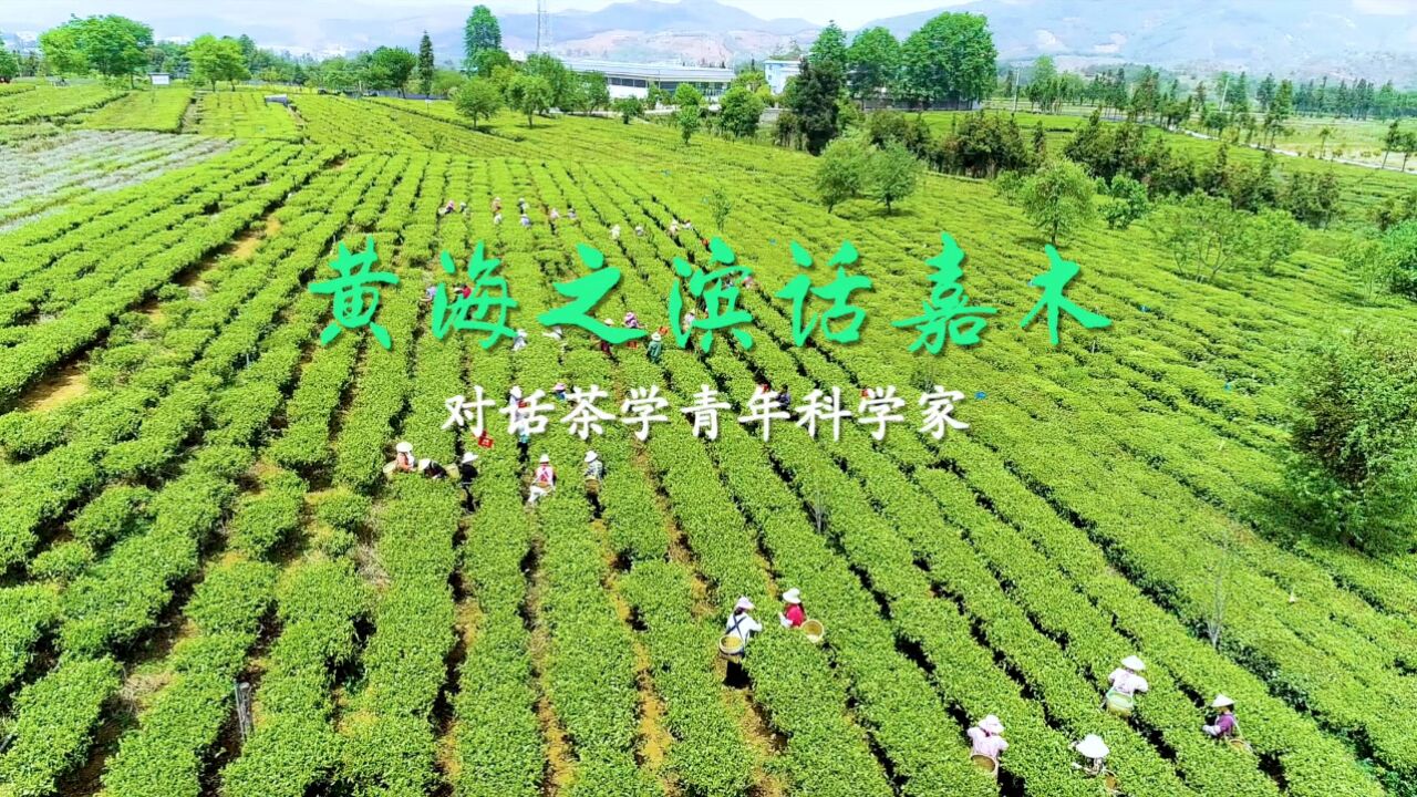 黄海之滨话嘉木——对话茶学青年科学家