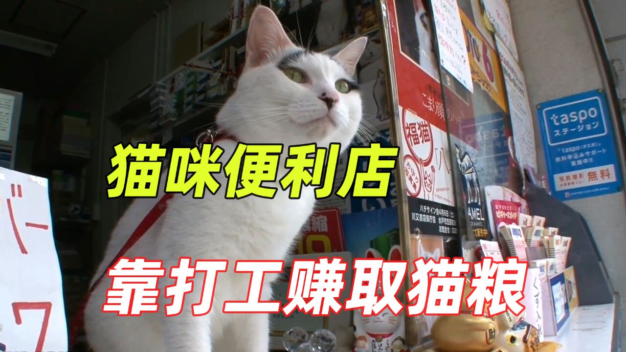 猫咪成为便利店的吉祥物,靠打工赚取猫粮,实现喵生价值!