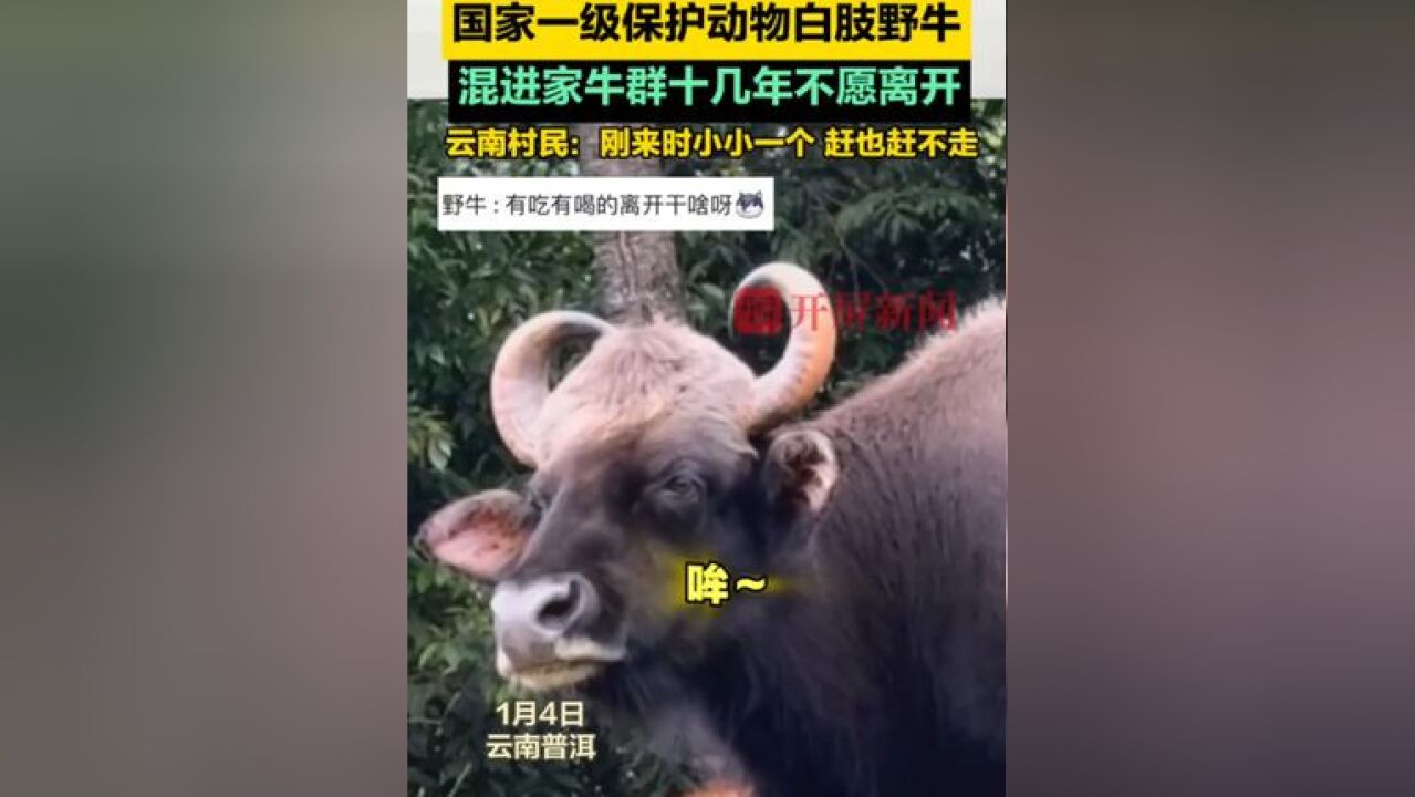 国家一级保护动物白肢野牛混进家牛群十几年 不愿离开,云南村民:刚来时小小一个 赶也赶不走