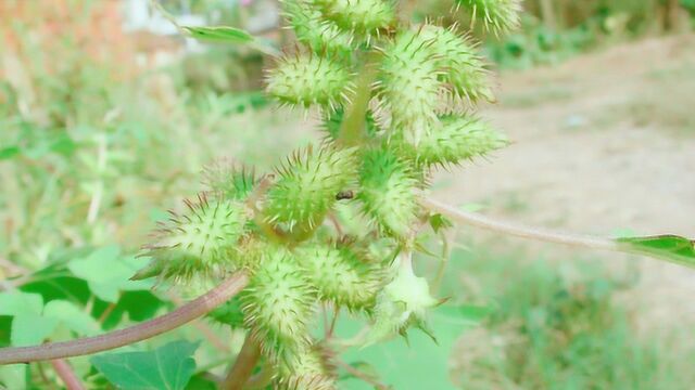 苍耳子泡水喝的功效,缓解高血压、高血糖,还能根治咳嗽!