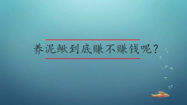 养泥鳅到底赚不赚钱呢?