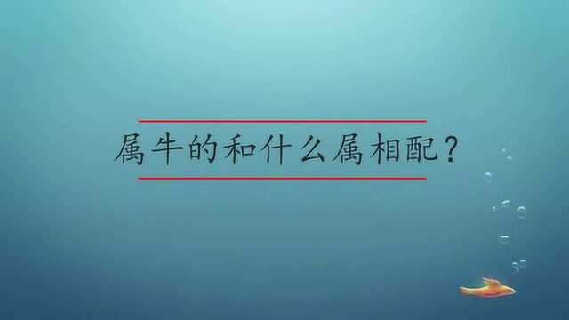 属牛的和什么属相配?