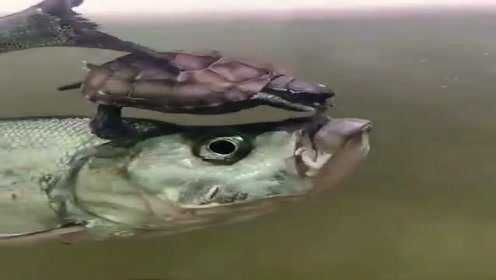 这乌龟真狠，直接骑在鱼身上吃鱼肉，厉害了！