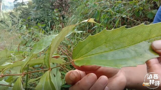 大山里稀有树木,叶子很光滑,全身都长刺,浑身是宝,你认识吗