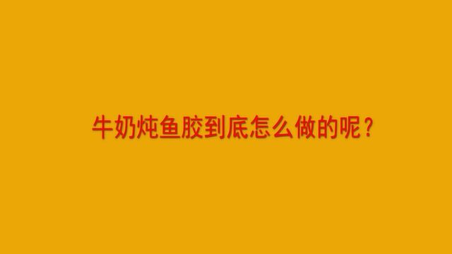 牛奶炖鱼胶到底怎么做的呢?