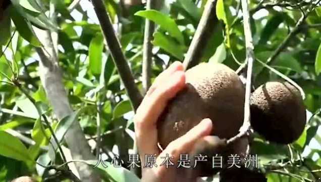 大家听说过“人心果”吗?果树更是全身是宝,每处都有自己的作用