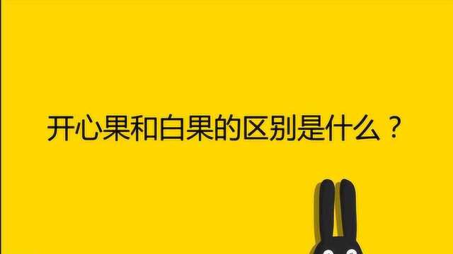 开心果和白果的区别是什么?