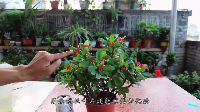 自制浇花水难驾驭?不妨试试“万能水”,怎么养都能花开满满